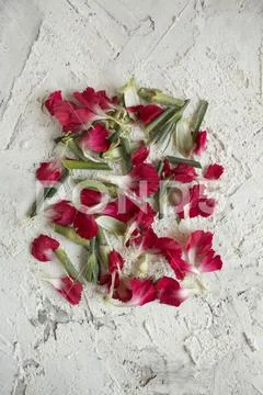 Carnation petal on concrete background Stock Photos