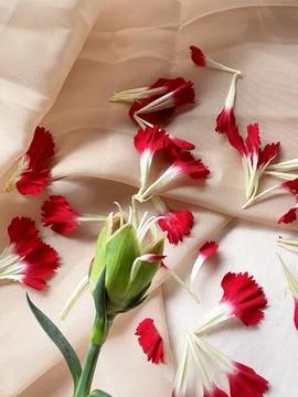 Carnation petals gently falling, capturing a delicate beauty Stock Photos