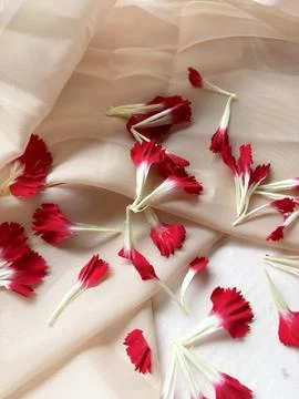 Carnation petals gently falling, capturing a delicate beauty Stock Photos
