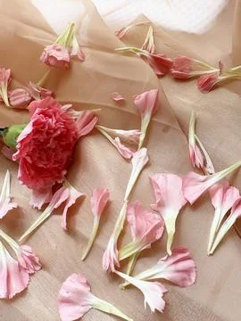 Carnation petals gently falling, capturing a delicate beauty Stock Photos