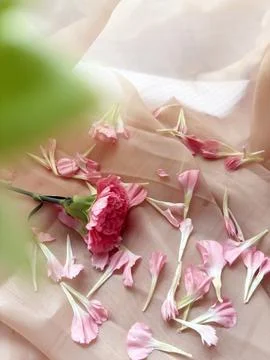 Carnation petals gently falling, capturing a delicate beauty Stock Photos