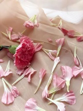 Carnation petals gently falling, capturing a delicate beauty Stock Photos