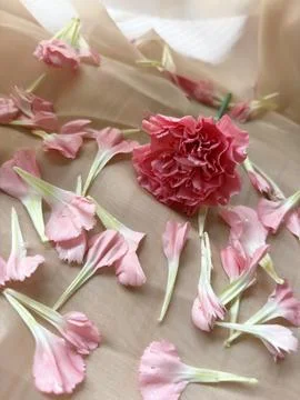 Carnation petals gently falling, capturing a delicate beauty Stock Photos