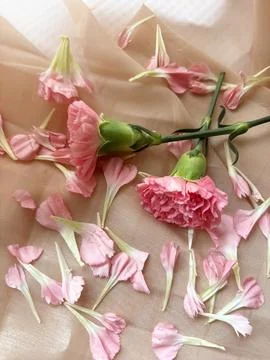Carnation petals gently falling, capturing a delicate beauty Stock Photos