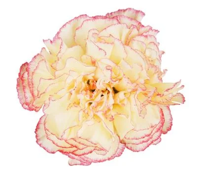 Carnation Stock Photos