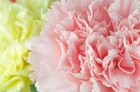 Carnation Stock Photos
