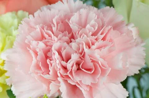 Carnation Stock Photos