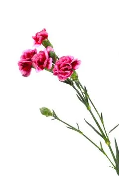 Carnation Stock Photos