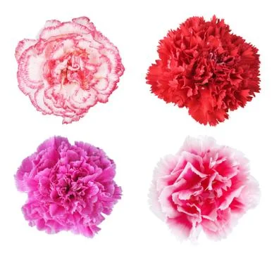 Carnation Stock Photos
