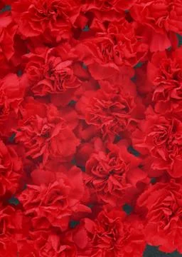 Carnation Stock Photos