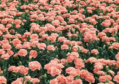 Carnation Stock Photos