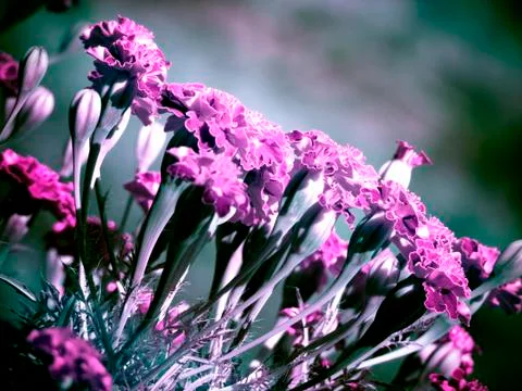 Carnation Stock Photos