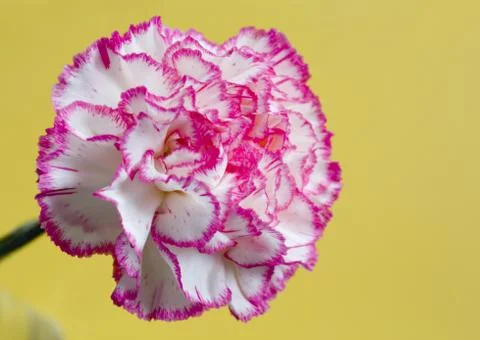 Carnation Stock Photos