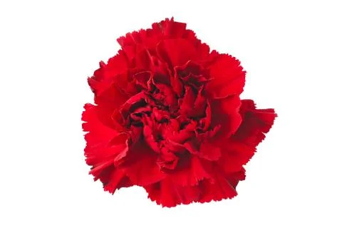 Carnation Stock Photos