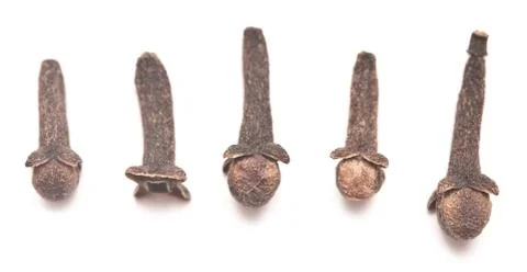 Carnation Stock Photos