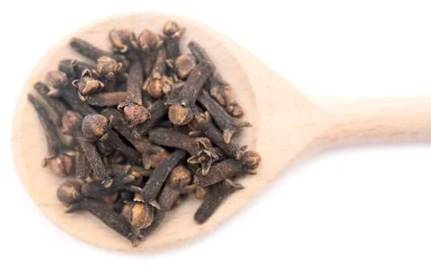 Carnation Stock Photos