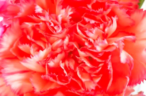 Carnation Stock Photos