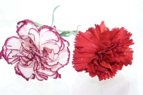 Carnation Stock Photos