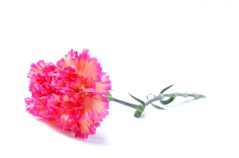 Carnation Stock Photos