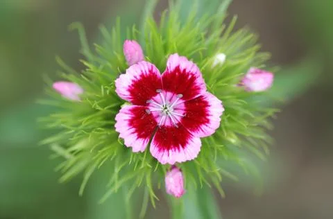 Carnation Stock Photos