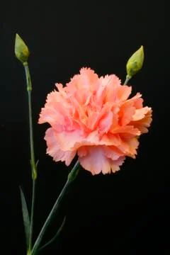 Carnation Foto stock