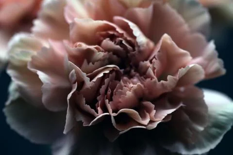 Carnation Stock Photos