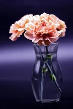 Carnation Stock Photos