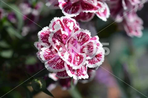 Carnation Stock Photos