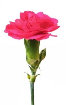 Carnation Stock Photos
