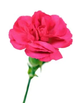 Carnation Stock Photos