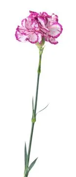 Carnation Stock Photos
