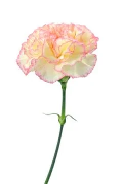 Carnation Stock Photos