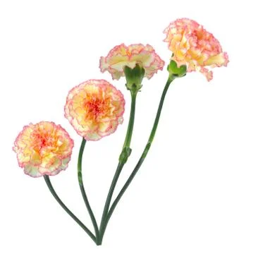 Carnation Stock Photos