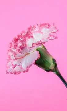 Carnation Stock-Fotos