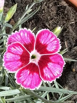 Carnation Foto stock