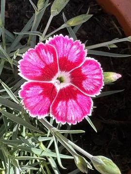 Carnation Stock Photos