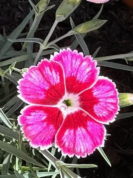 Carnation Stock Photos