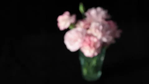 Carnation plant Stock Footage 161835487