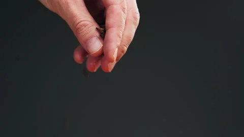 Carnation spice on spoon macro close-up. Man hand strewing dry cloves. Selective Stock Footage 263087760