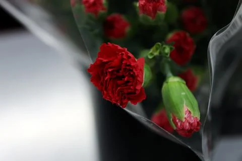 Carnation on the table Foto stock