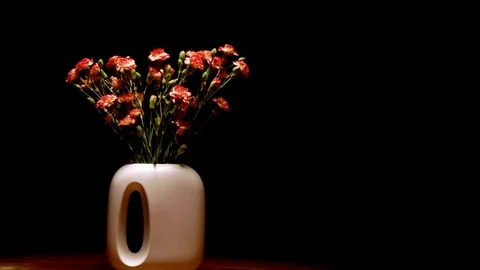Carnation Time-lapse Stock Footage 84832693