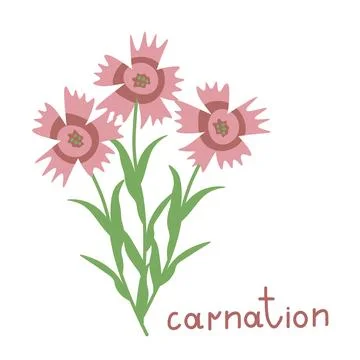 Carnation vector illustration Stock Illustration