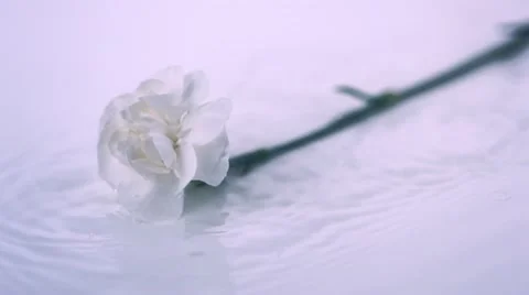 Carnation in water, Slow Motion Stock Footage 10862905