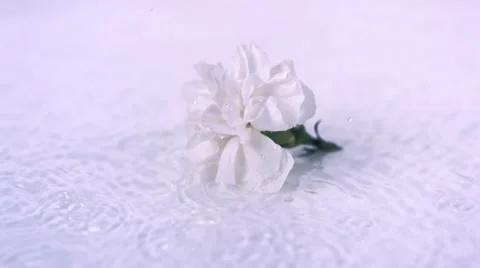 Carnation in water, Slow Motion Stock Footage 10862918