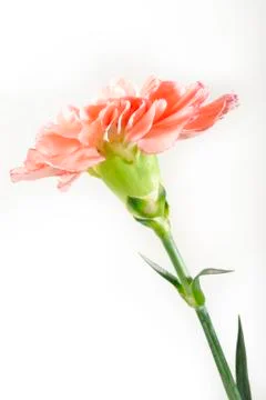 Carnation on white background Stock Photos