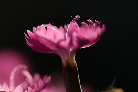 Carnation1 Stock Photos