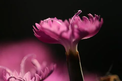 Carnation2 Stock Photos