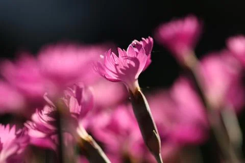 Carnation3 Stock Photos