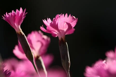 Carnation4 Stock Photos