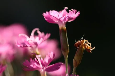 Carnation5 Stock Photos